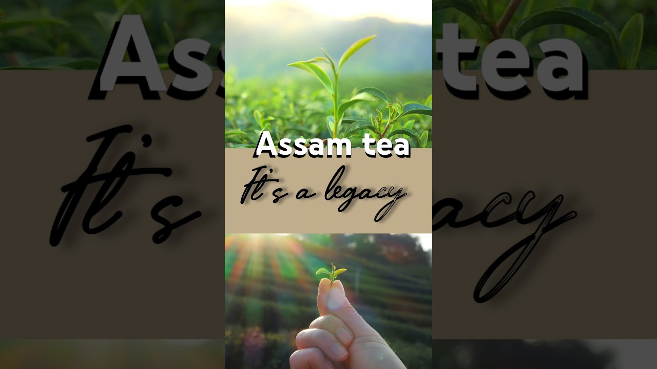 ☕️The story of Assam tea🍃.. 