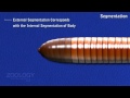 Earthworm: external morphology