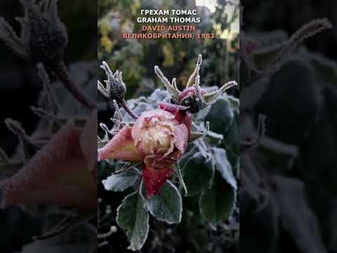 Video: Rastline graha 'Thomas Laxton': gojenje graha Thomasa Laxtona na vrtu