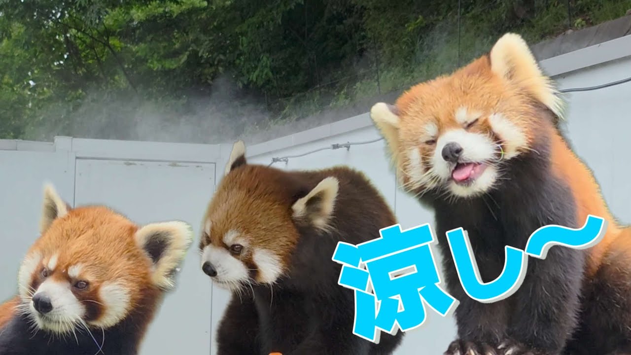 涼しい！ミストで霞む 西山動物園 新レッサーパンダ舎屋外