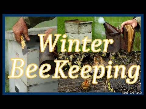 Caring Bees Caring for Bees in Winter - YouTube