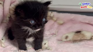 Am I Blind and Ugly? Poor Kitten Tearfully Dreams to See His Life Once