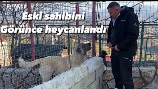 Baron Eski̇ Sahi̇bi̇ni̇ Görünce Çok Heycanlandi