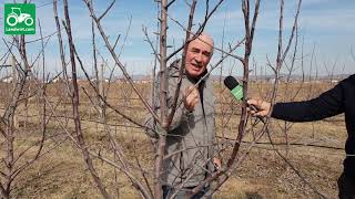 Demonstrimi praktik i krasitjes dimrore të mollës nga eksperti Mehdi Bresilla