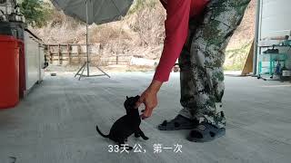 台灣土狗，33~4天，只是“順勢” 坐 等 來，第一次訓練，只是順勢順著牠的意思 給牠口令，3~5天後，牠會聽得懂