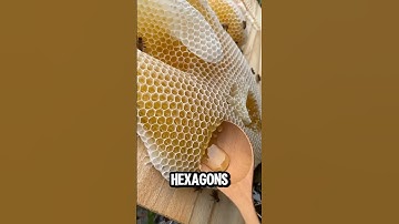 Why Are Honeycombs Hexagonal?