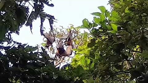 Dơi Siêu To Khổng Lồ Ở Chùa Dơi Sóc Trăng tết 2021