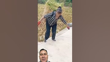 thu hoạch lúa vùng cao #farming #farmlife