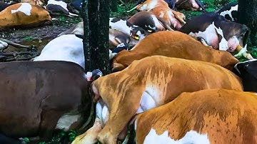 Farmer Devastated After Lightning Strike Claims the Lives of 32 Dairy Cows