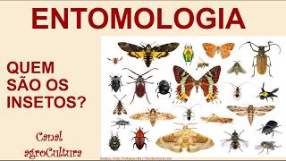 Aula de entomologia. Quem são os insetos?