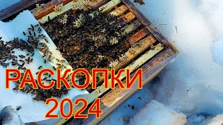 начало сезона 2024 на вольном точке/ раскопки пчёл