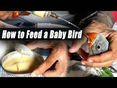 वीडियो: एक पक्षी को ठीक से कैसे खिलाएं