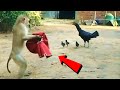 जानवरों के ऐसे कारनामे देखने के लिए नसीब लगता है दोस्त | Weird & Funny Animal Moments Part -18