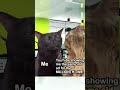 #YouTube #Ad #Ads #YouTubeAds #Funny #Memes #FunnyMemes #CatMemes #Shorts