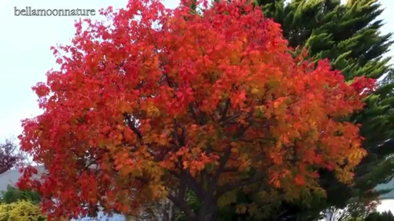 AUTUMN COLOURS • AUSTRALIA - YouTube