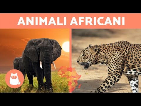 10 animali della SAVANA AFRICANA