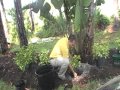 How to correctly install a plant by lombardo landscaping  water features inc