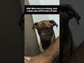 Have seen a dog in tears? 😦 #curiosity #decuriosityhub #saveanimals #shorts #explore #dogs