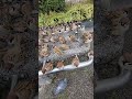 人類同調種 シナントロープ #bird 　