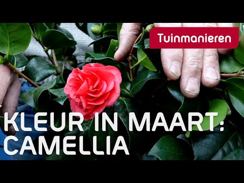 Video: Camellia planten en verzorgen - Hoe zorg je voor een cameliaplant