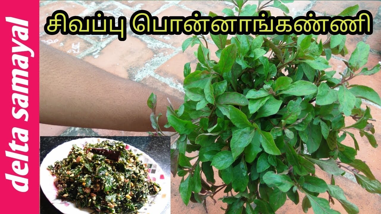Ponnanganni Keerai Poriyal | சிவப்பு பொன்னாங்கண்ணி | Tamil | Delta