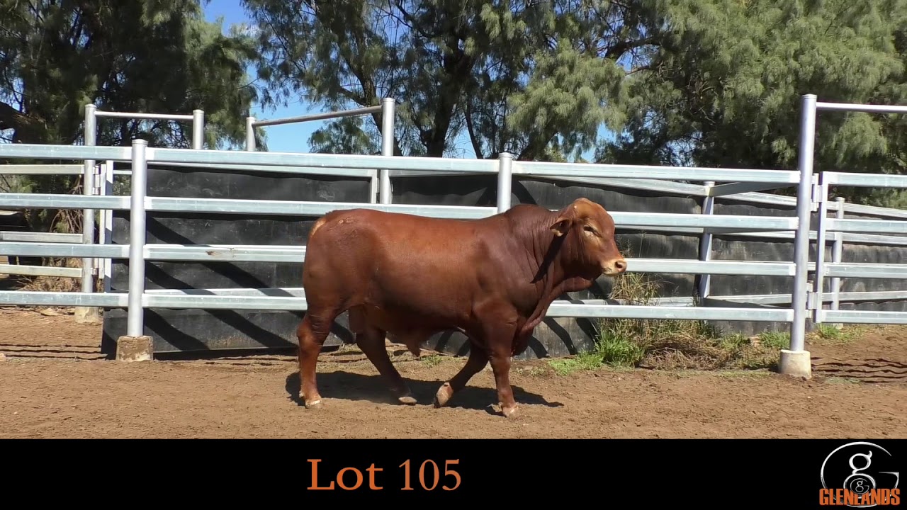 Lot 105 YouTube