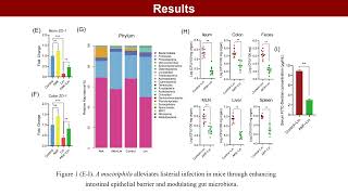 Linoleic acid contributes to protective effects of Akkermansia against Listeria infection in mice