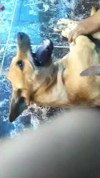 Menyembelih anjing