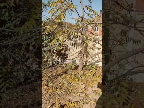 черный орех