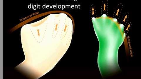 Homology - does similar structures mean evolution?