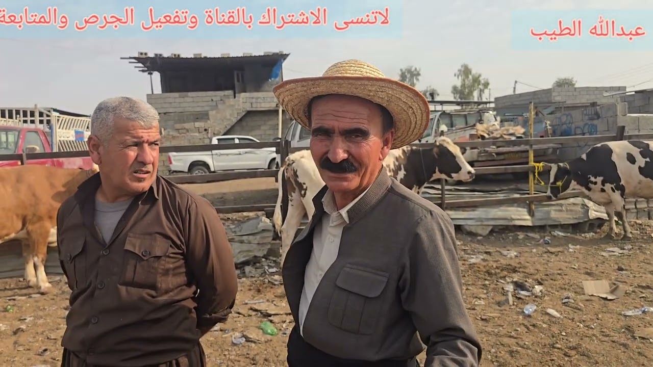 سوق البقر في اربيل إقليم كردستان العراق #مواشي #عبدالله_الطيب #العراق #اربيل #بقر #عجل #عجول