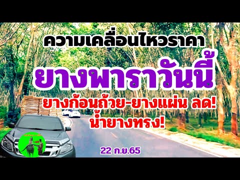 แจ้งข่าว! ราคายางพาราวันนี้ยางแผ่น-ยางก้อนถ้วยดิ่งลง!น้ำยางสดยังทรงตัว!22 ก.ย.65