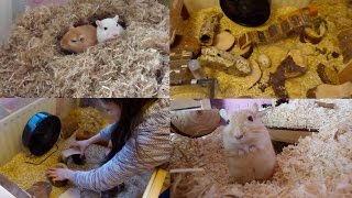 How to: Set Up a Gerbil Home