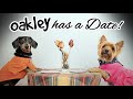 Ep#9: OAKLEY HAS A  DATE! - (Cute & Funny Dachshund Dogs Dating) の動画、YouTube動画。