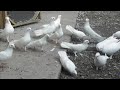 #Pigeon #Дагестан  Бакинские голуби Исаева Фазиля в Даг Огни!