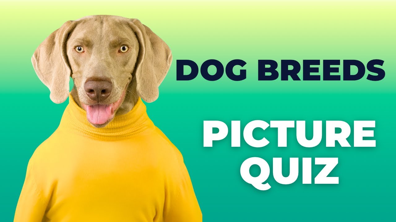 DOG BREEDS QUIZ - Guess the dog breed from the picture - YouTube
