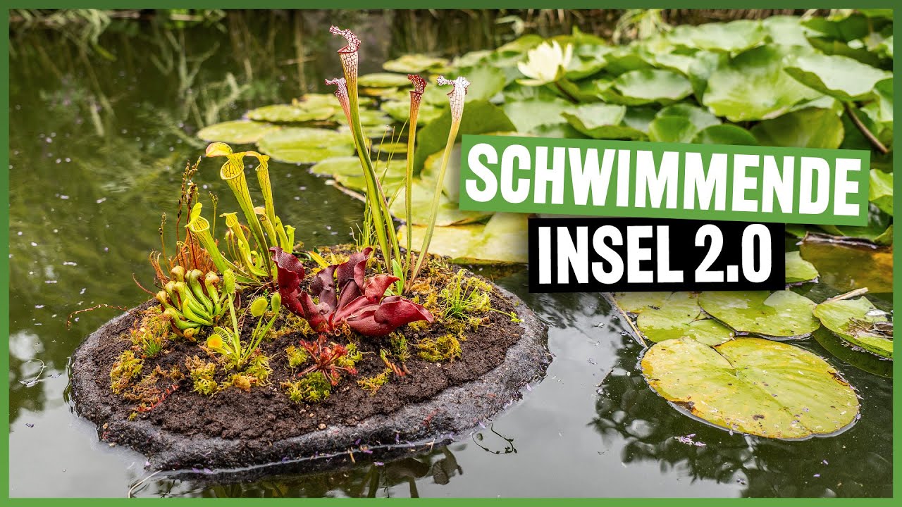 234 Fleischfressende Pflanzen für den Teich YouTube