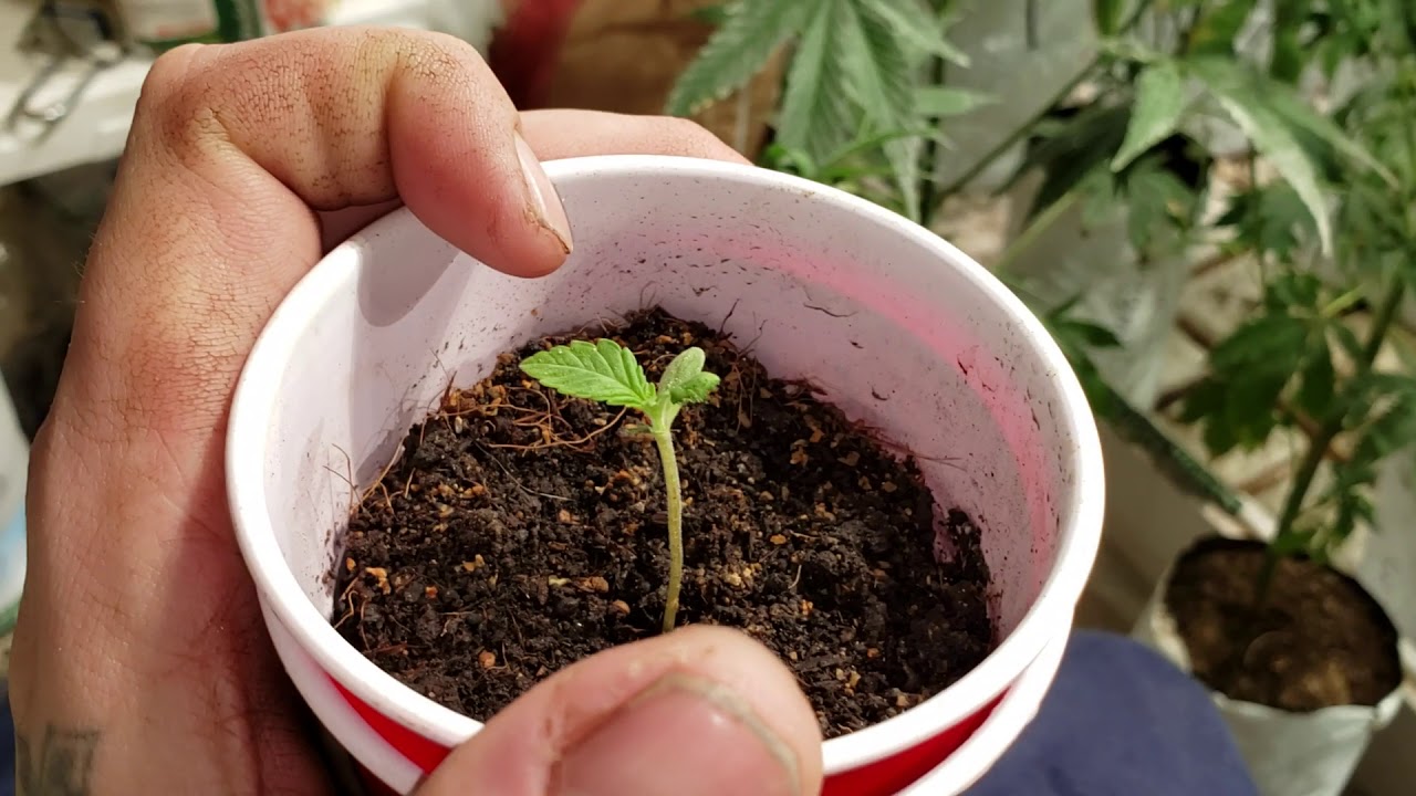 Feeding seedlings with Foop fertilizer