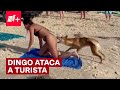 Dingo muerde a turista en Australia