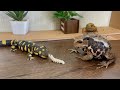 Who is the winner? The last one to win is ... Tiger salamander? or Azuma toad?or Miyako toda?