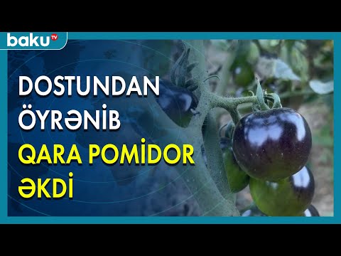 Video: Aşqabadın pomidor ürəyi: çeşidin təsviri, xüsusiyyətləri, becərilməsi xüsusiyyətləri, rəyləri