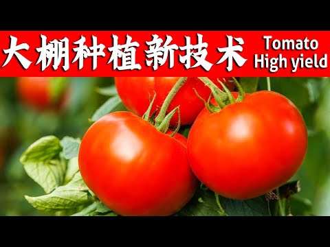 番茄高产新技术,收益一季顶两季,让农民大开眼界【付老师种植团队官方频道】