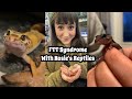 Ftt syndrome featuring rosies reptiles