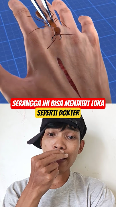 Serangga ini bisa menjahit luka. #shorts #funny #trending #shortsfeed #animation