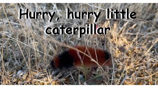 Hurry, hurry little Woolly Bear Caterpillar