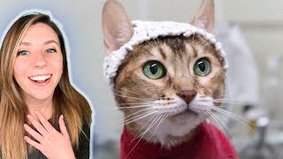 How Crochet Hats Are Helping Cats with Chronic Pain