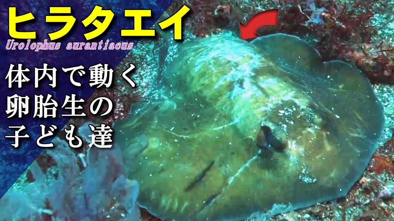【 ヒラタエイ 】妊婦のエイ Urolophus aurantiacus