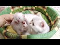 British shorthair mom takes care of her 5 day old baby cats