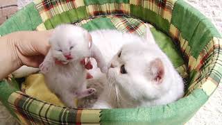 British shorthair mom takes care of her 5 day old baby cats