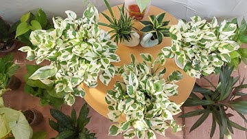 BẬT MÍ 3 CÁCH trồng trầu bà Ngọc Thủy THỦY SINH theo cách mới cây XANH TỐT BẤT NGỜ! #cách #thủysinh